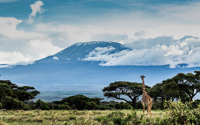 giraffe, wildlife, wild animals, evening, sunset, Kilimanjaro, Tanzania, giraffes, Africa, Stratovolcano, HD wallpaper