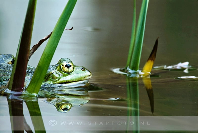 A Green froggy for my friend DI. (GREENFROGGY 1 ), froggy, friend, green, nature, gift, animals, HD wallpaper