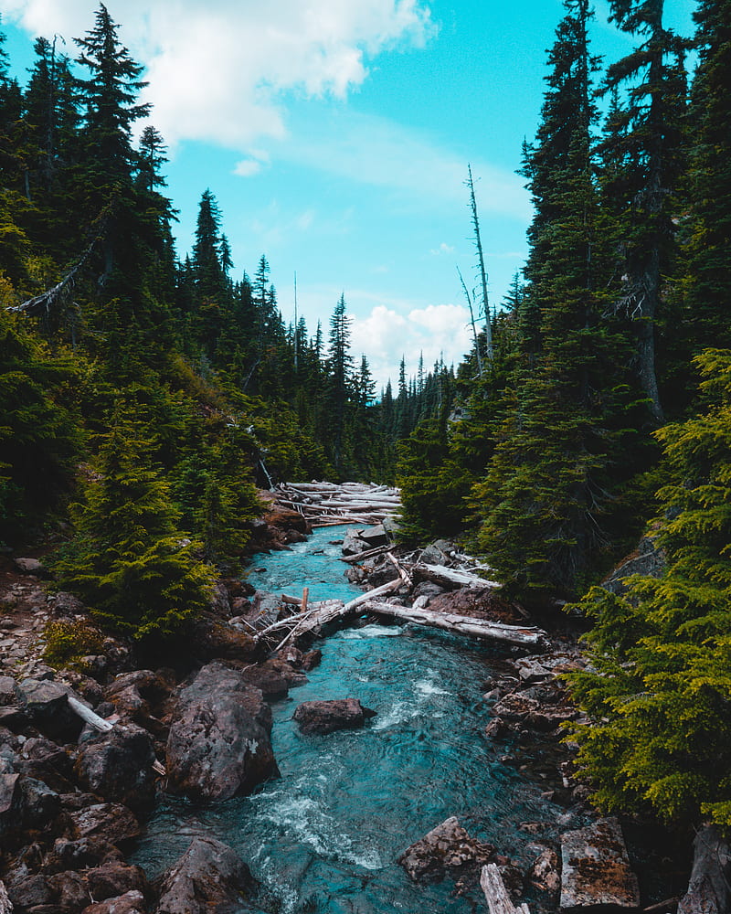 river, stream, stones, spruce, forest, HD phone wallpaper