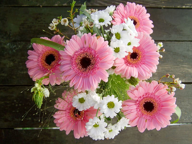 Gerberas - Pink & White Asters, gerberas, asters, pink, white, cut flowers, nature, flowers, HD wallpaper