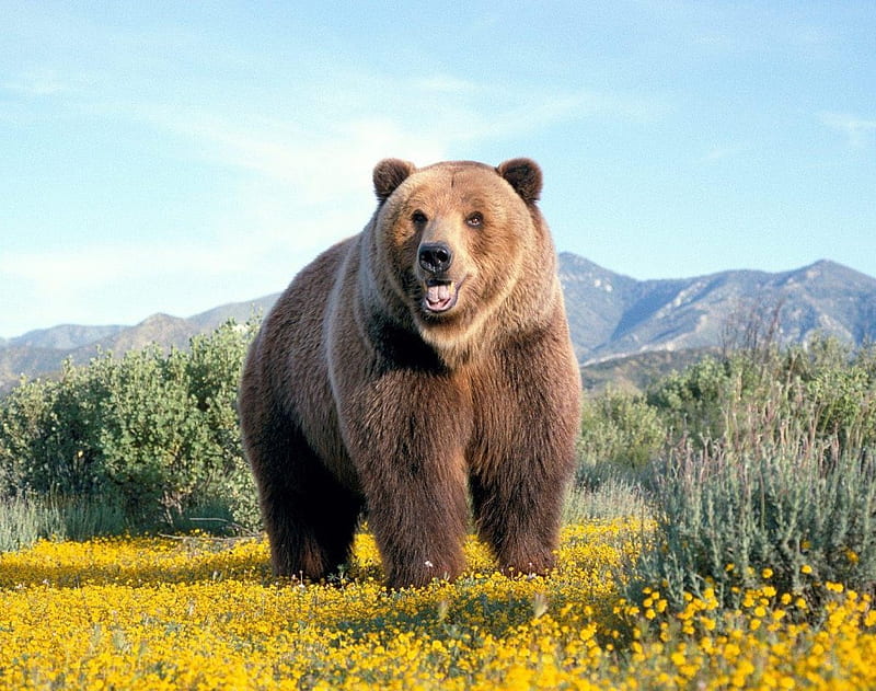 Big bear, bear, big, animals, HD wallpaper