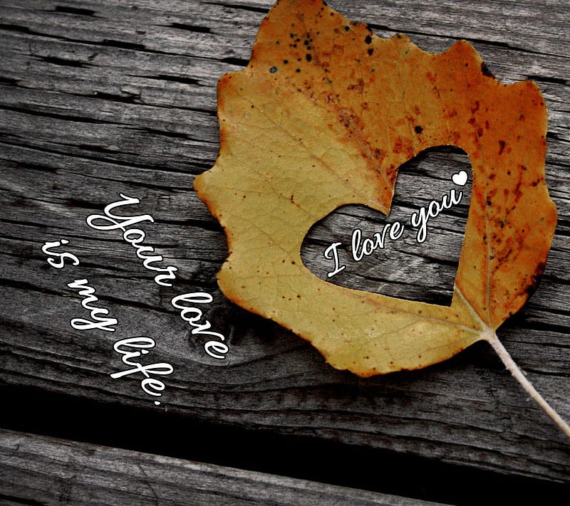 I Love You, boy, girl, heart, in love, leaf, life, love, nature, new, saying, HD wallpaper