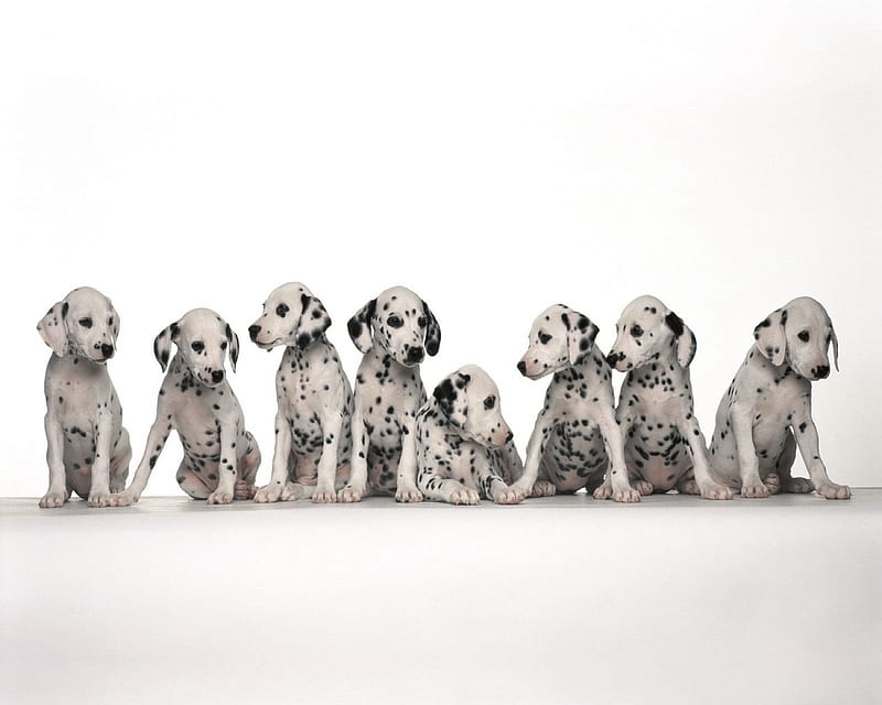 8 Dalmations Sat In A Row, cute, animals, dogs, dalmations, HD wallpaper