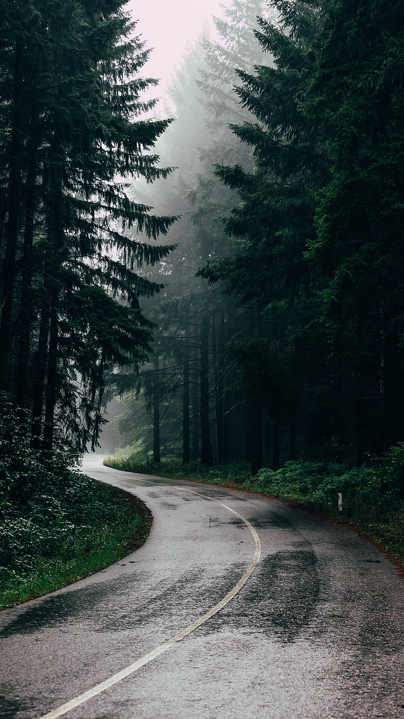 Camino, curva, niebla, bosque, naturaleza, lluvioso, árboles, Fondo de  pantalla de teléfono HD | Peakpx