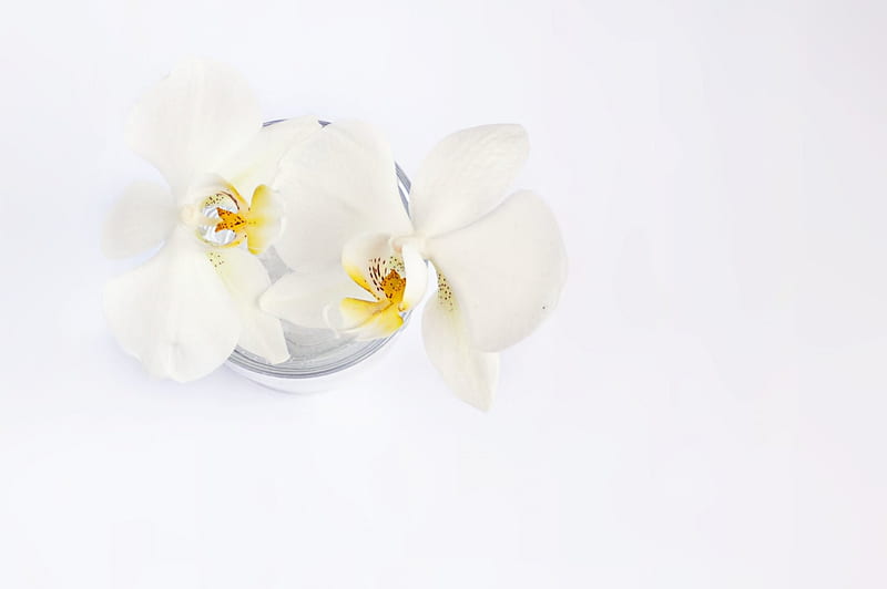 White Orchid, orchid, flower, white, phalaenopsis, tender, HD wallpaper