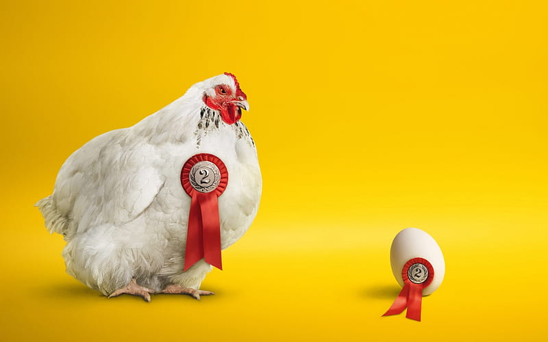 :), add, bird, chicken, yellow, funny, commercial, advertise, gaina, egg, pasari, HD wallpaper