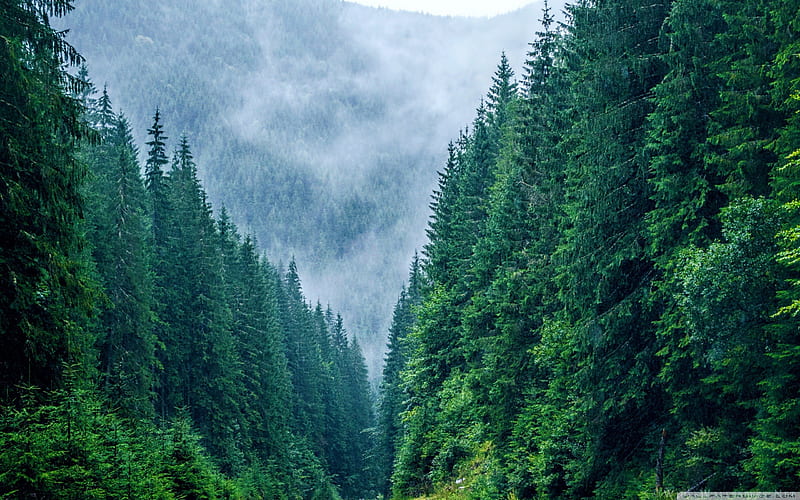Carpathian Mountains Romania, Carpathian Mountains, scenic mountains, romania, scenic forest, Carpathia, HD wallpaper