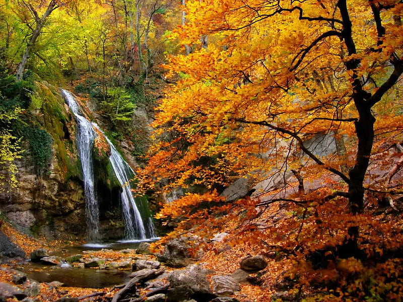 Forest waterfall, pretty, forest, stream, colorful, fall, lovely ...