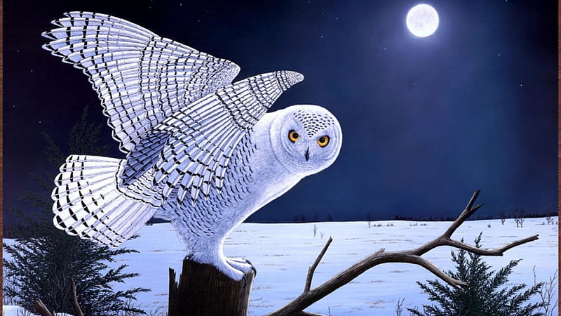 Snow Owl, moon, raptor, artwork, night, HD wallpaper
