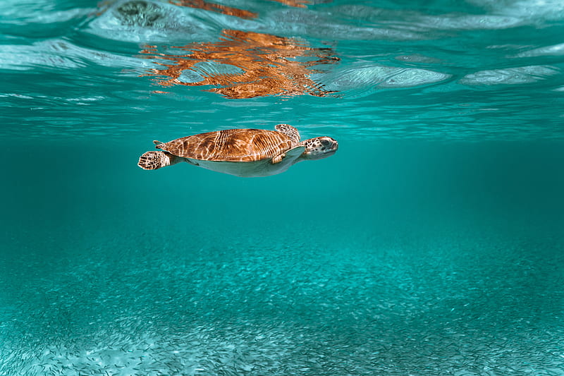 turtle, animal, underwater world, water, HD wallpaper