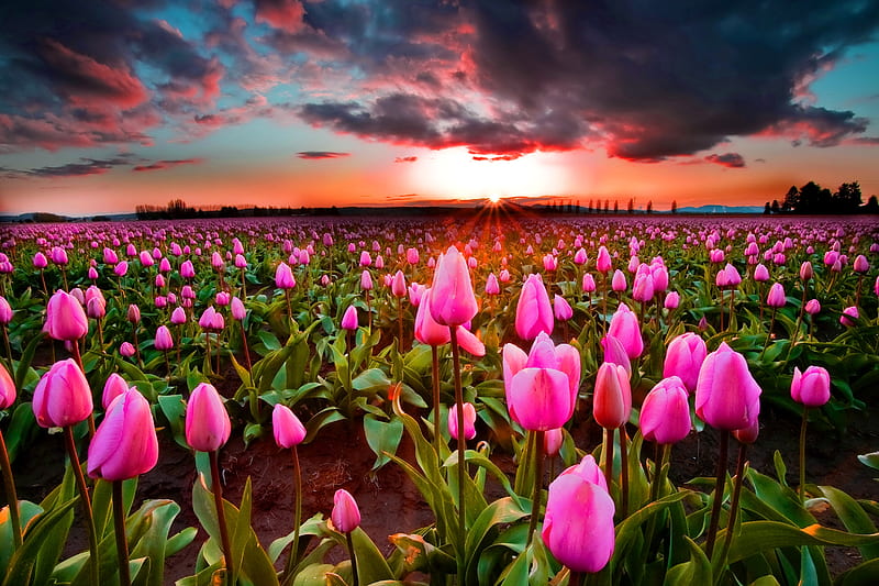 Sunset, spring, pink, sky, field, tulip, lalele, cloud, orange, green, HD wallpaper