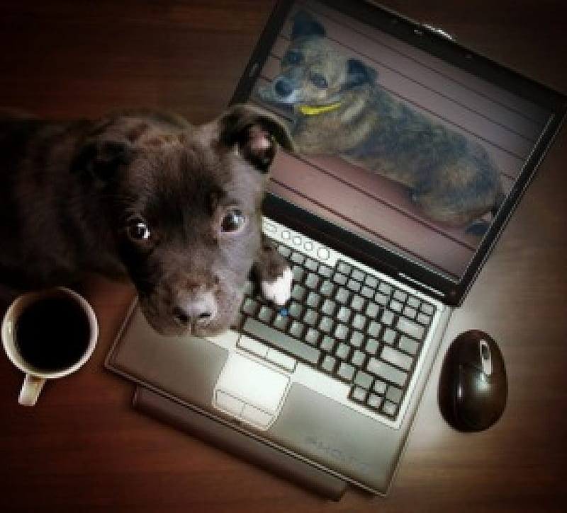 MY DOG POSTED ON LAPTOP, PUPPY, CREATION, LAPTOP, HD wallpaper
