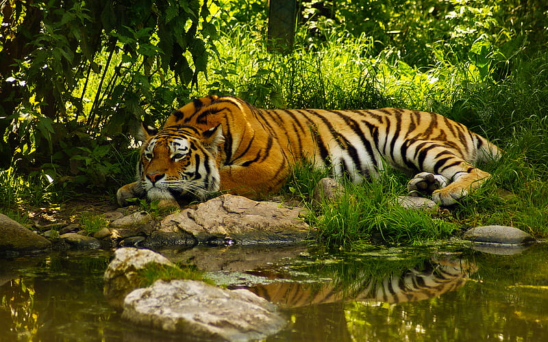 Beauty, stream, nature, tiger, animal, HD wallpaper | Peakpx