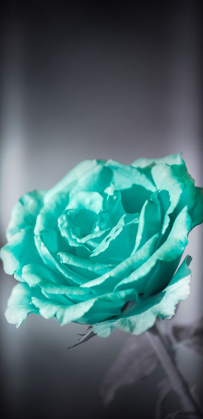 Turquoise Rose, bonito, girly, pretty, vintage, HD phone wallpaper