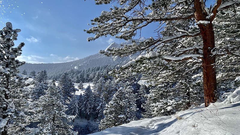 Morning after the snow storm, Chautauqua Park, Boulder, Colorado, snow, usa, landscape, trees, sky, mountains, HD wallpaper
