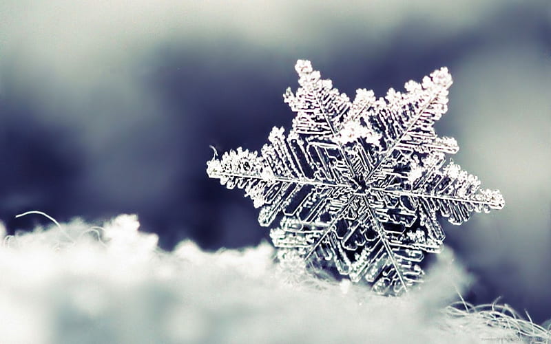 Snowflake, clear, winter, cold, daylight, snow, ice, day, nature, land,  white, HD wallpaper | Peakpx