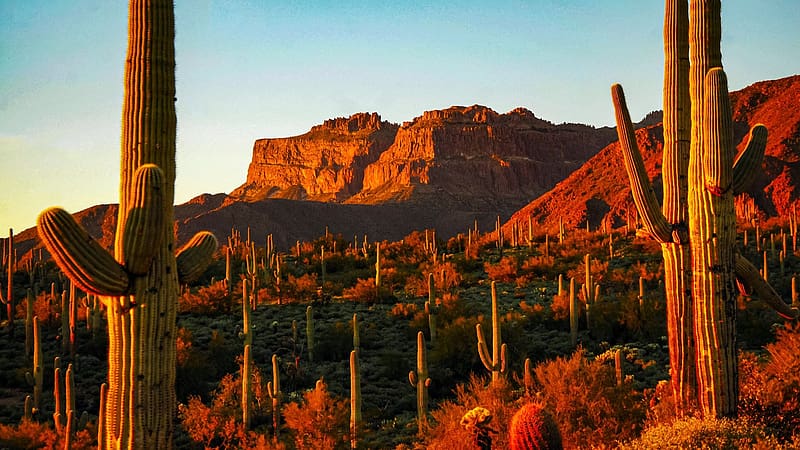 Saguaro Cactus Arizona, desert, landscape, rocks, usa, HD wallpaper