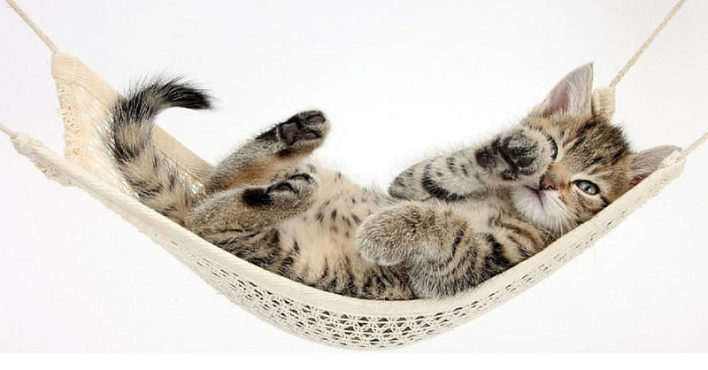 napping in a hammock, cat, hammock, napping, animals, HD wallpaper