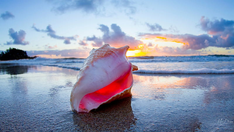 Sunrise Seashell, Hawaii, ocean, conch, sky, clouds, sea, beach, sunrise, island, sea shell, HD wallpaper
