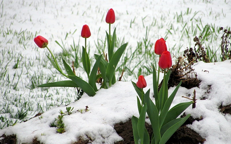 Late Winter, blossoms, spring, tulips, snow, HD wallpaper