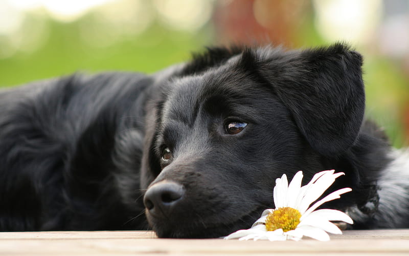 Waiting, pretty, loyal, adorable, black dog, sweet, puppies, flowers, beauty, face, dog, lovely, sadness, black, sad eyes, cute, sad, eyes, daisy, dogs, bonito, camomile, canine, animal, dog face, graphy, puppy, animals, labrador, lab, colors, pet, daisies, dark, flower laying, HD wallpaper