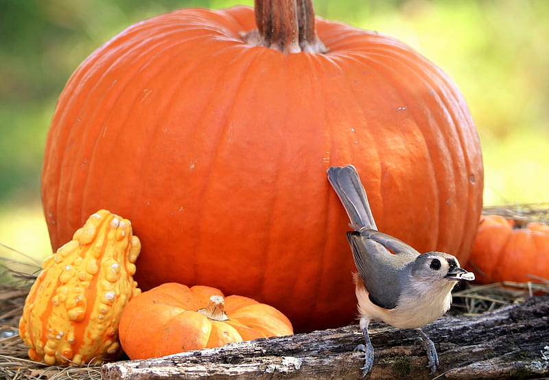 Tufted Titmouse and Pumpkins, Fall, Harvests, Pumpkins, Halloween, Autumn, Animals, Nature, Birds, HD wallpaper