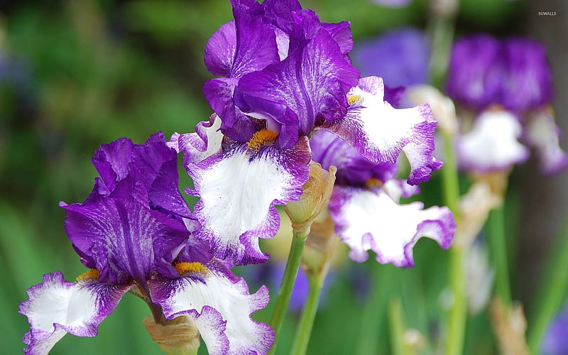 Irises, purple, white, iris, vara, flower, summer, HD wallpaper
