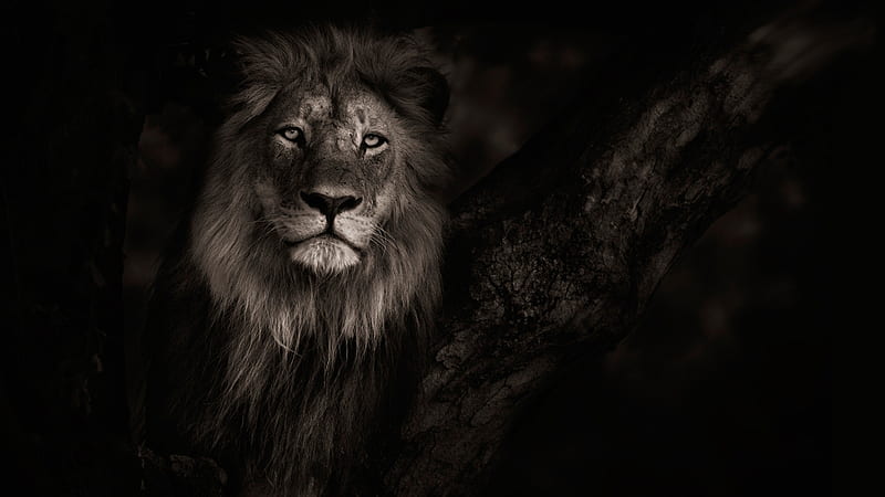 The King in Dark, king, royalty, wild, cat, Firefox Persona theme, lion, HD wallpaper