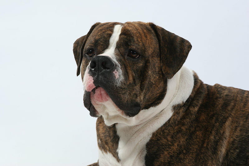 Oscar from Healing Hearts Animal Therapy Intnl., animal therapy, american bulldog, Oscar, dog, HD wallpaper