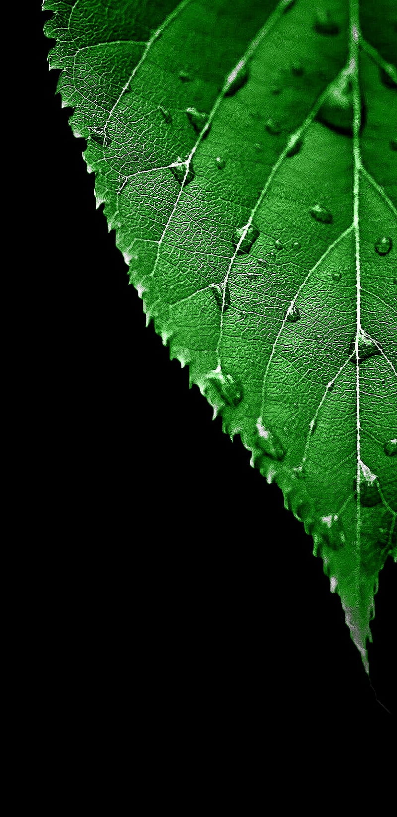AMOLED green leaf, black, macro, nature, q, s8, vivid, HD phone wallpaper |  Peakpx