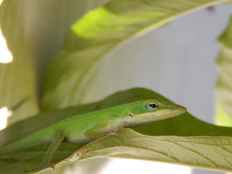 Cute Green Anole, cute, pretty, lizard, eye, nature, outdoor, leafs, HD wallpaper
