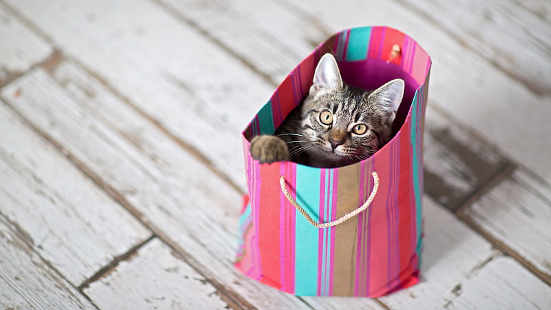 Funny Cat Is Sitting Inside Colorful Bag Cat, HD wallpaper