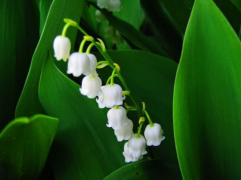Lily of the valley, lilies, flowers, leaves, green, HD wallpaper