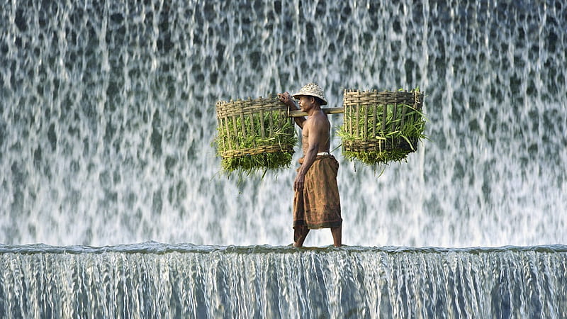 man coming from te fields through waterfalls, bails, man, vegetables, waterfalls, HD wallpaper