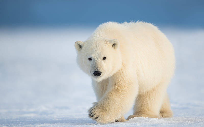 polar bear, Antarctica, white bear, predator, snow, ice, HD wallpaper