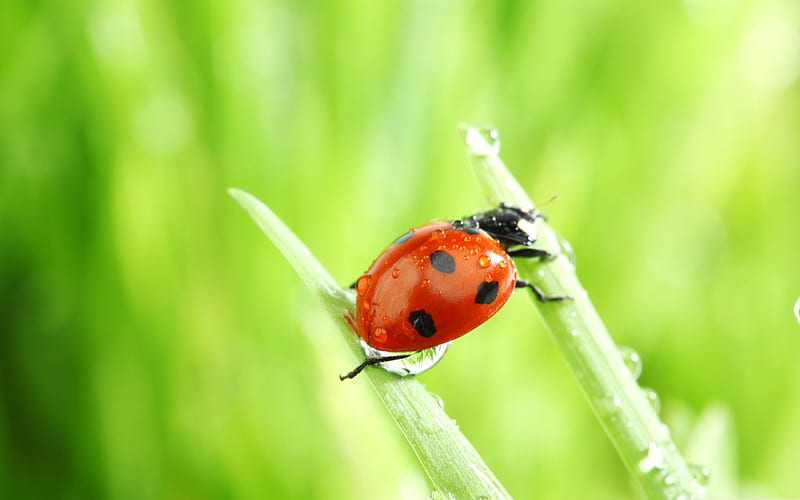 ladybug macro-all kinds of insects, HD wallpaper
