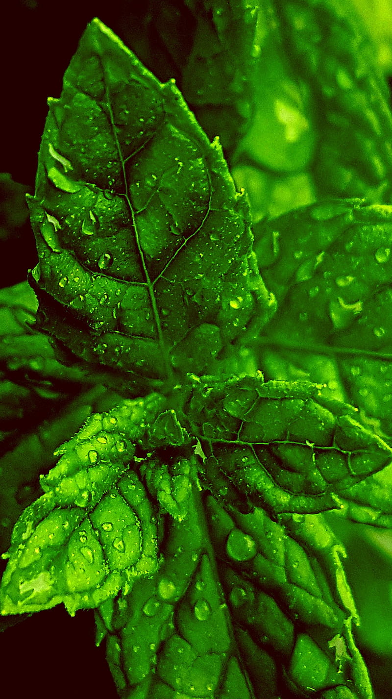Powerful Minth, green, menthe, nature, water, HD phone wallpaper