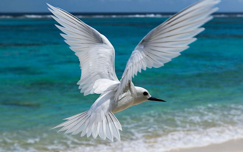 flying white tern midway hawaiian-Birds graphy, HD wallpaper