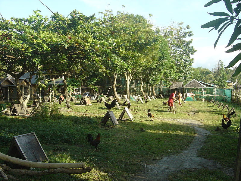Cockfighting is a natinal sport for Filipinos , cockfighting, HD wallpaper