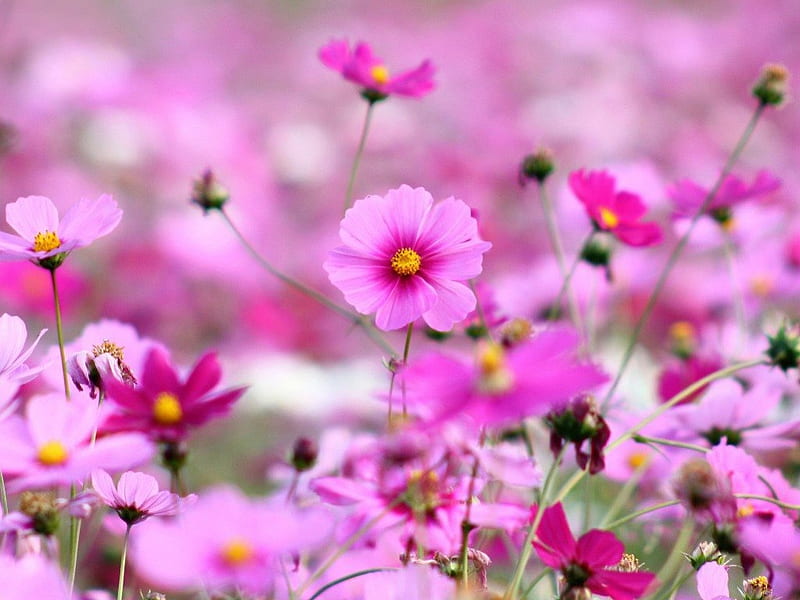 Pinky field, pretty, grass, summer, garden, nature, cosmos, pink, field, HD wallpaper
