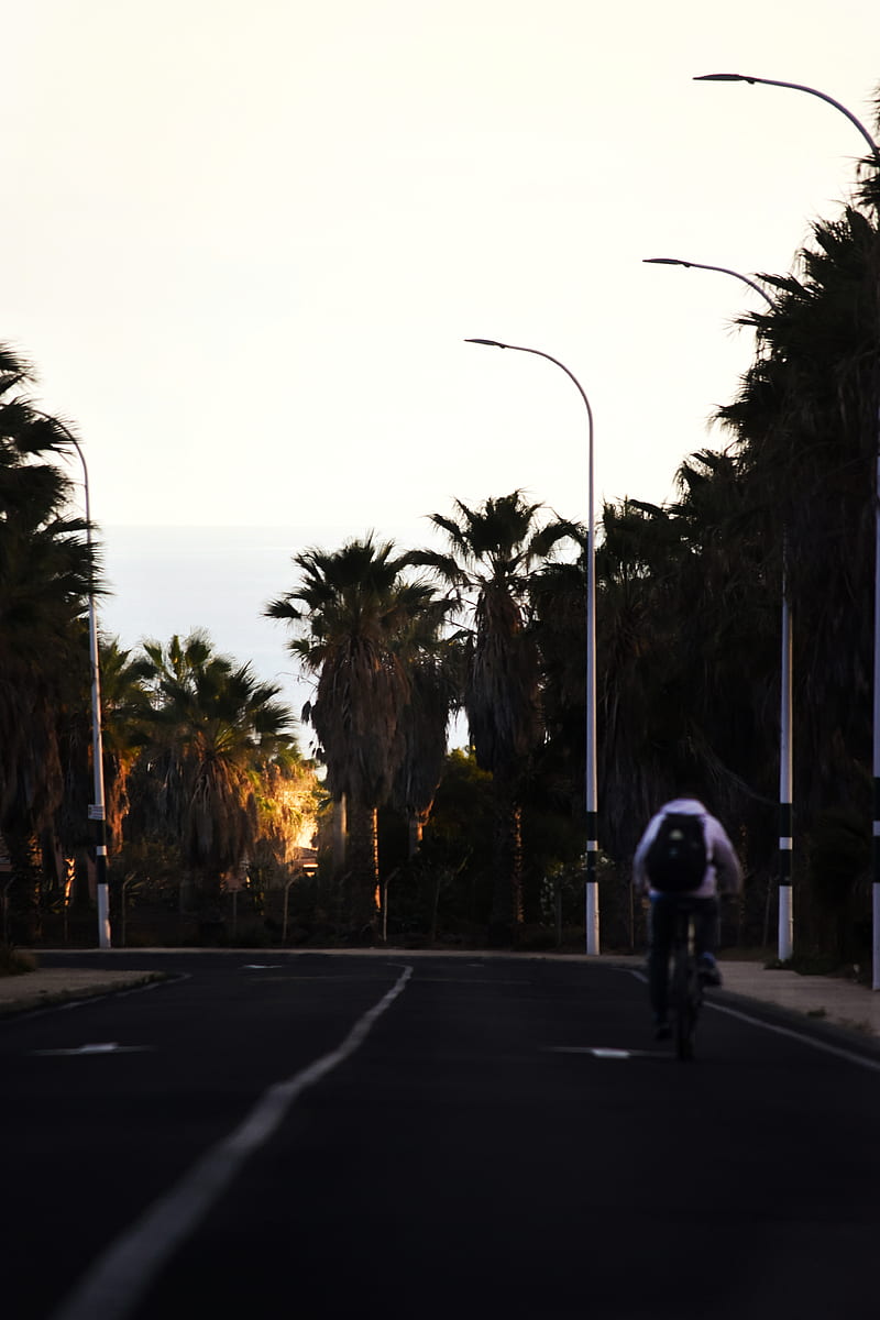 road, cyclist, palm trees, asphalt, turn, HD phone wallpaper