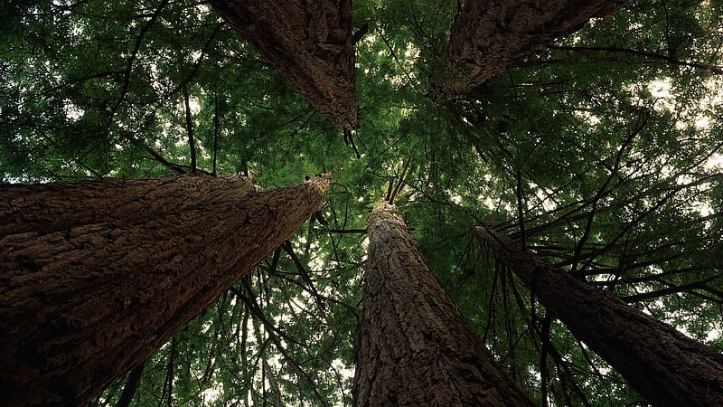 Coastal Redwoods near Santa Cruz, California []. Coastal redwood, Big basin redwoods, Tree graphy, HD wallpaper