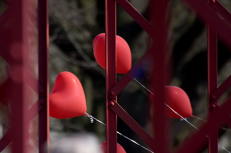 Red balloons, balloon, birtay, red, fence, heart, valentine, HD wallpaper