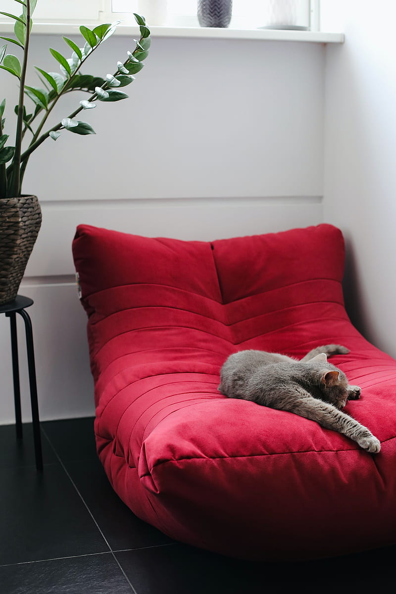 cat, pet, animal, relax, chair, HD phone wallpaper