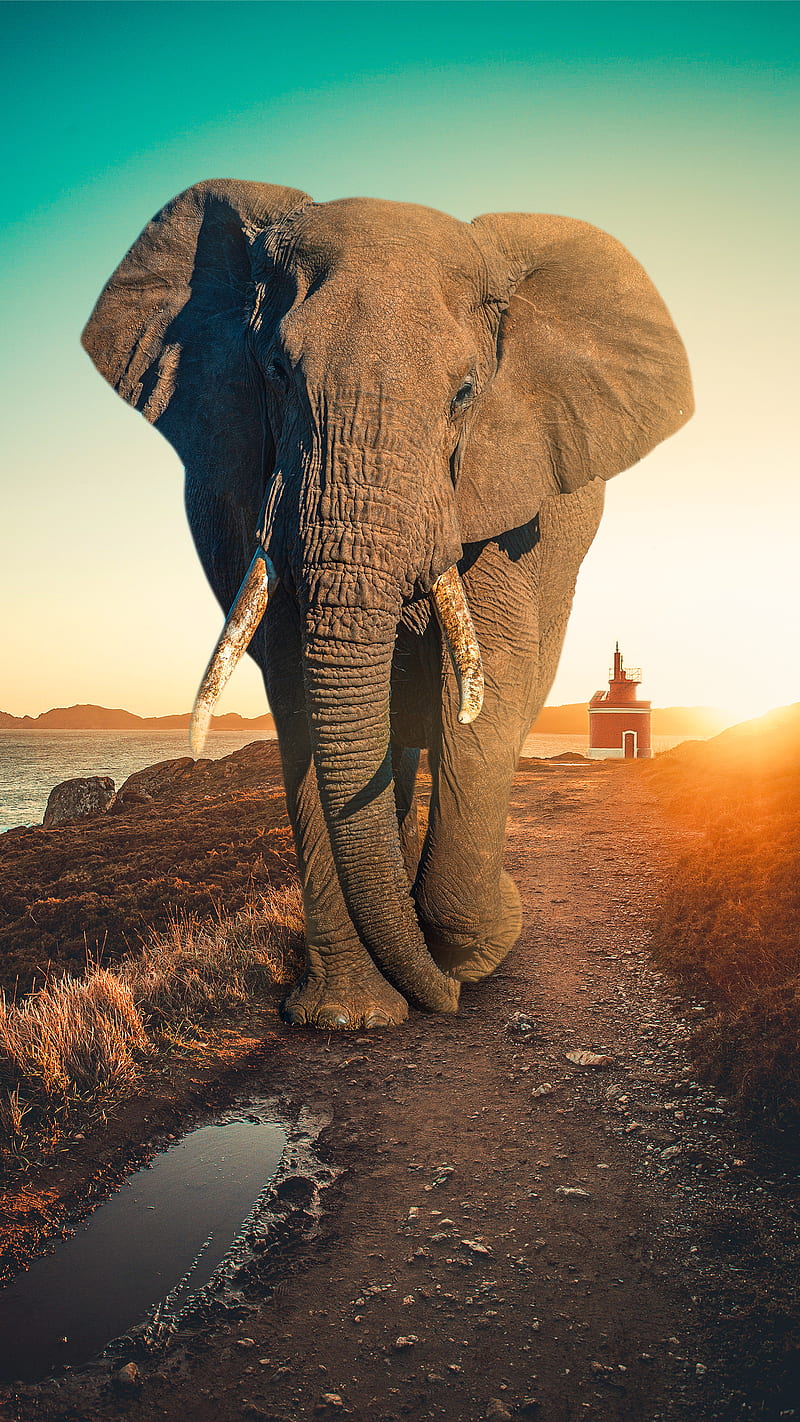 sunset elephant, P02, HD phone wallpaper