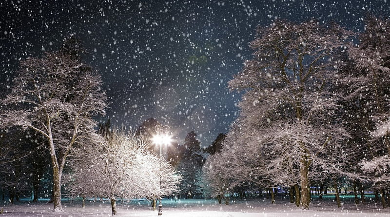 snow shower in the park, park, trees, snow, lights, HD wallpaper
