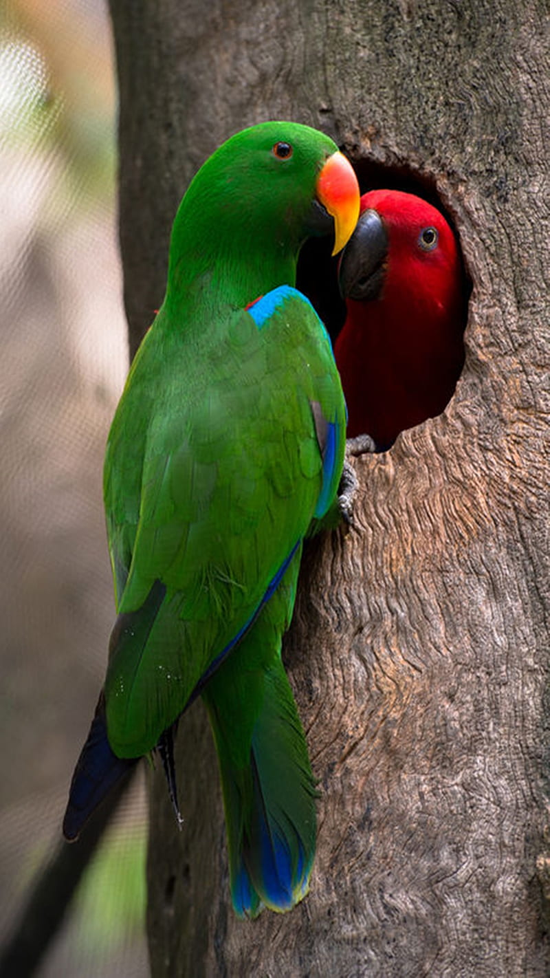 Parrot Couple, HD phone wallpaper