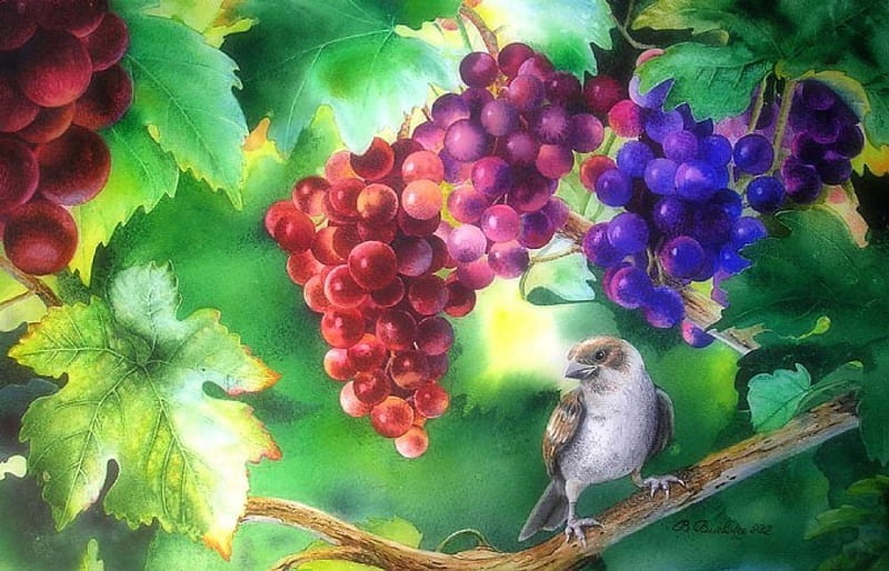 ✼In the Clump of Grapes✼, pretty, fruits, softness beauty, bonito, seasons, grapes, leaves, paintings, artworks, animals, lovely, love four seasons, birds, vineyard, creative pre-made, spring, macro, nature, HD wallpaper