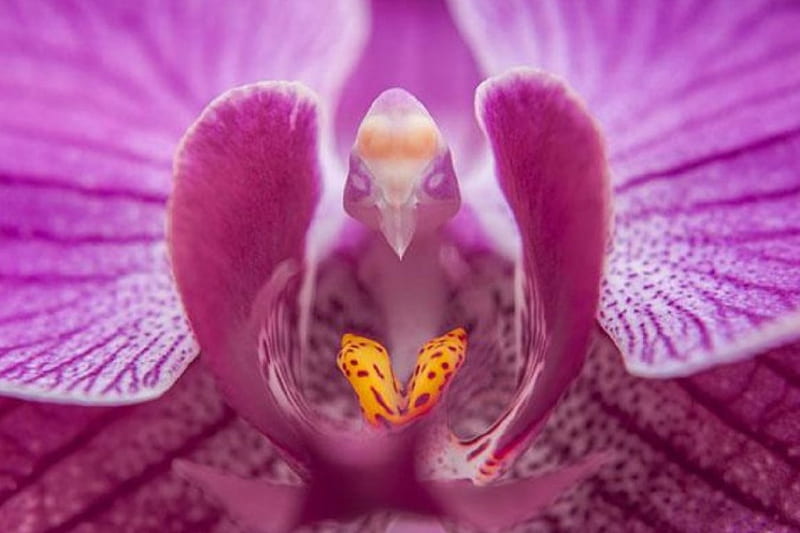 MOTH ORCHID, NATURE, FLOWER, ORCHID, MOTH, HD wallpaper