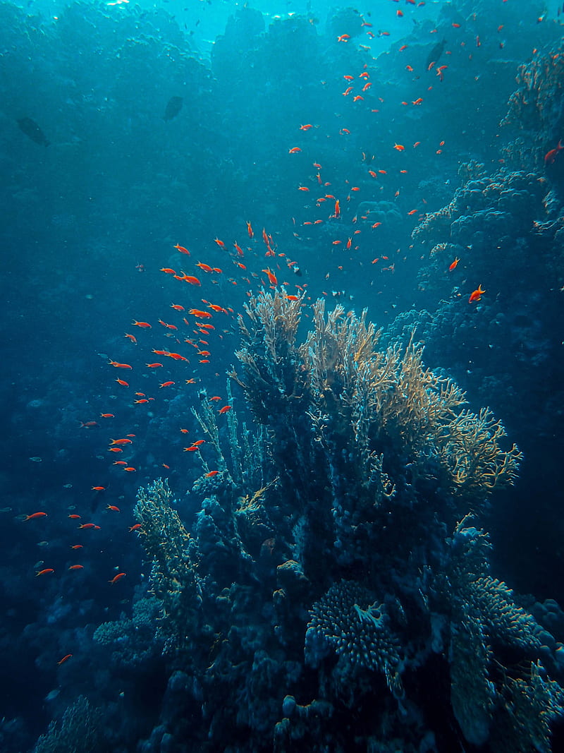 sea, fish, corals, depth, underwater, HD phone wallpaper